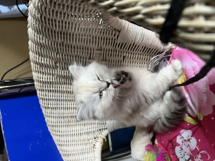 Bkh kitten zu verkaufen