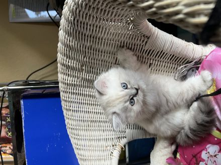 Bkh kitten zu verkaufen