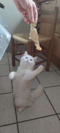 Süße und verspielte BKH Jungtiere (Katerchen) geimpft entwurmt.