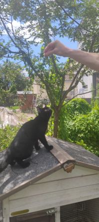 Süße und verspielte BKH Jungtiere (Katerchen) geimpft entwurmt.