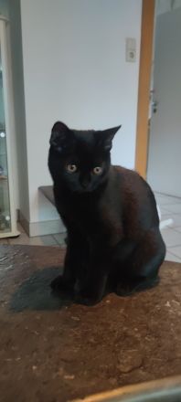 Süße und verspielte BKH Jungtiere (Katerchen) geimpft entwurmt.