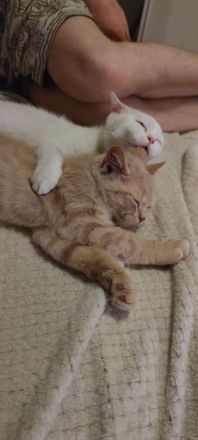 Süße und verspielte BKH Jungtiere (Katerchen) geimpft entwurmt.