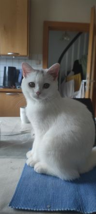 Süße und verspielte BKH Jungtiere (Katerchen) geimpft entwurmt.