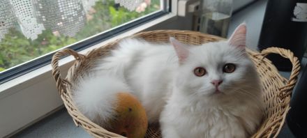 Süße und verspielte BKH Jungtiere (Katerchen) geimpft entwurmt.