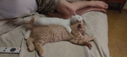 Süße und verspielte BKH Jungtiere (Katerchen) geimpft entwurmt.