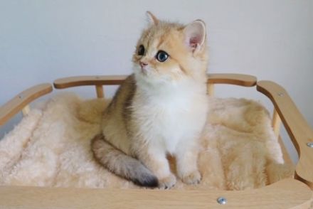 Britisch Kurzhaarkatze