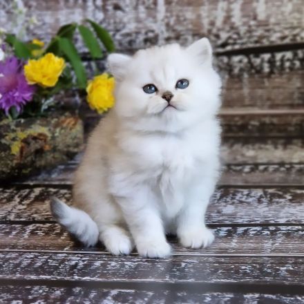 Britisch Kurzhaarkatze