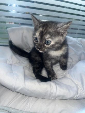 BKH Katzen Baby zu adaptieren