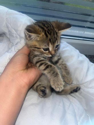 BKH Katzen Baby zu adaptieren