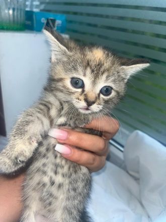 BKH Katzen Baby zu adaptieren