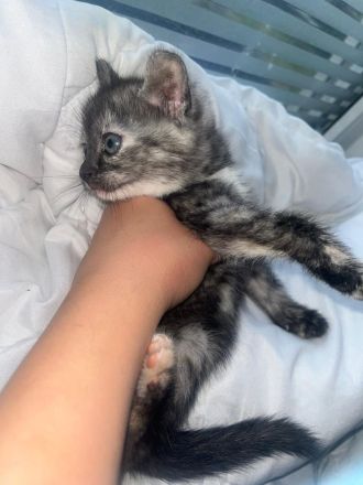 BKH Katzen Baby zu adaptieren