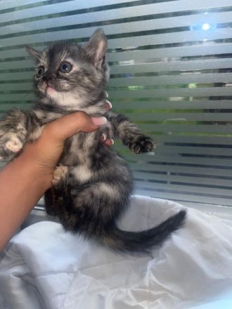 BKH Katzen Baby zu adaptieren