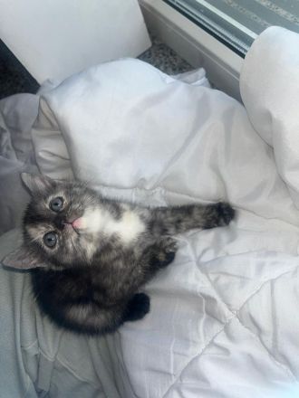 BKH Katzen Baby zu adaptieren