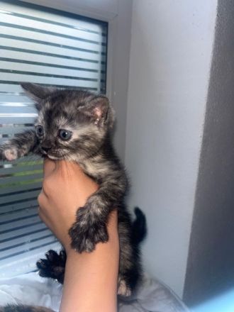 BKH Katzen Baby zu adaptieren