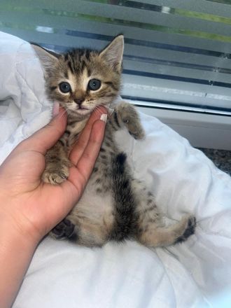 BKH Katzen Baby zu adaptieren