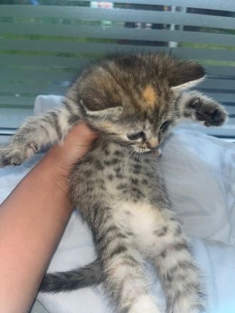 BKH Katzen Baby zu adaptieren