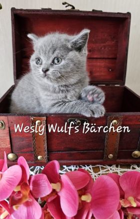 Wir haben freie sehr Typ volle Bärenkinder mit super Stammbaum