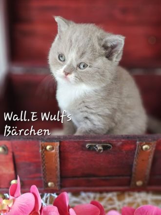 Wir haben freie sehr Typ volle Bärenkinder mit super Stammbaum