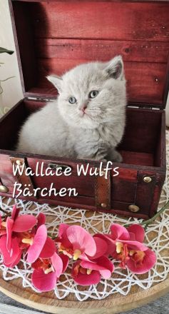 Wir haben freie sehr Typ volle Bärenkinder mit super Stammbaum