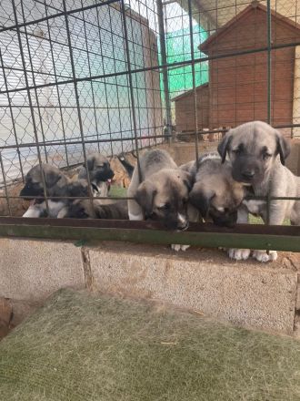 Reinrassige Kanal Welpen