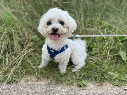 Mini Malteser Rüde sucht Hündin zum Decken