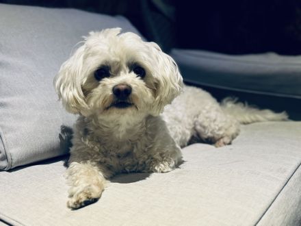 Mini Malteser Rüde sucht Hündin zum Decken