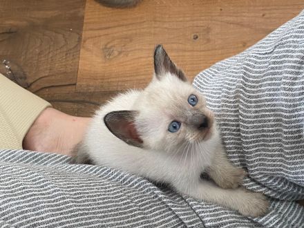 REINRASSIGE LIEBEVOLLE SIAMKITTEN