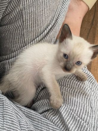 REINRASSIGE LIEBEVOLLE SIAMKITTEN