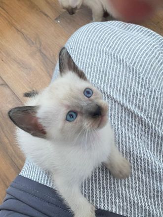 REINRASSIGE LIEBEVOLLE SIAMKITTEN