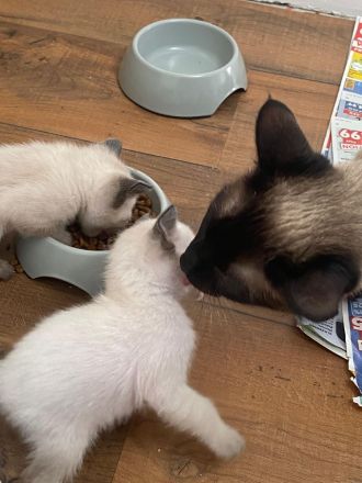 REINRASSIGE LIEBEVOLLE SIAMKITTEN