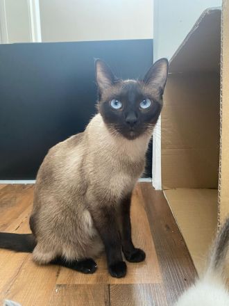 REINRASSIGE LIEBEVOLLE SIAMKITTEN