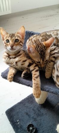 Bengal kitten