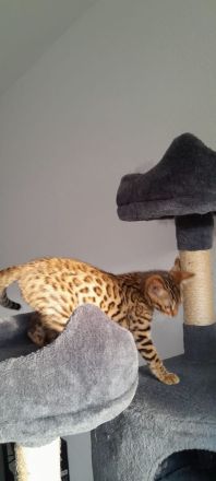 Bengal kitten