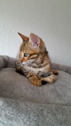 Bengal kitten
