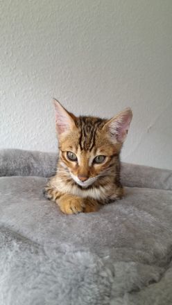Bengal kitten