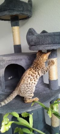 Bengal kitten
