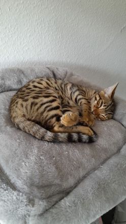 Bengal kitten