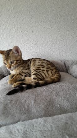 Bengal kitten