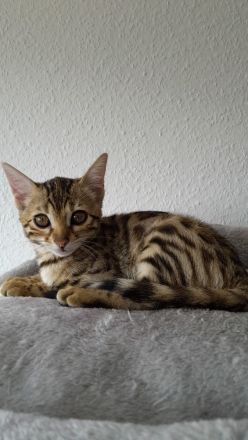 Bengal kitten