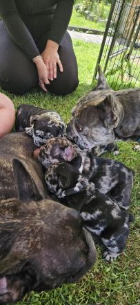 Französische Bulldoggenwelpen