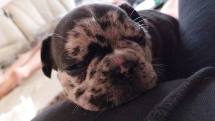 Französische Bulldoggenwelpen