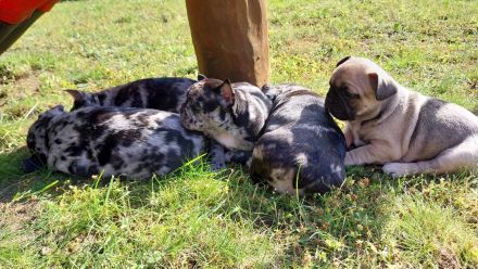 Französische Bulldoggenwelpen
