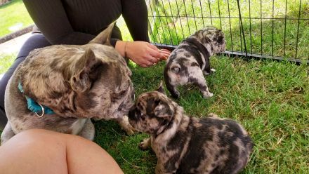 Französische Bulldoggenwelpen