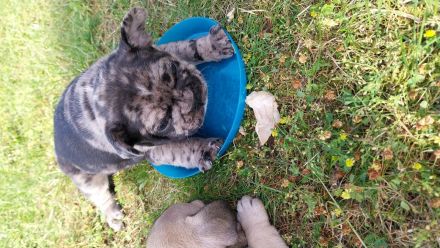 Französische Bulldoggenwelpen