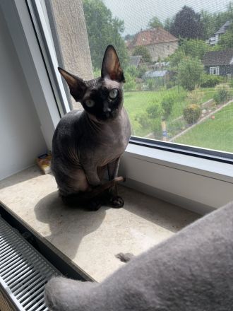 Canadian Sphynx Nacktkatze Katzen Paar