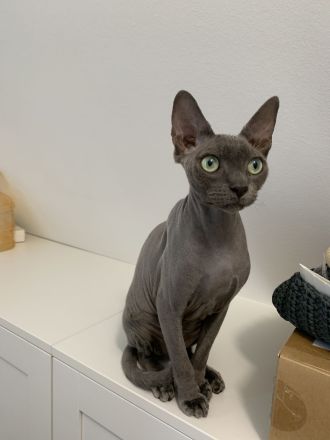 Canadian Sphynx Nacktkatze Katzen Paar