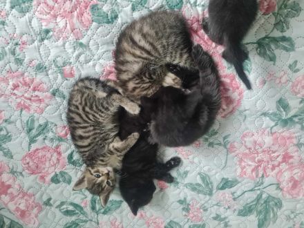 Katzenbabys