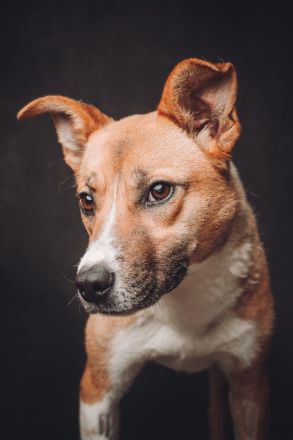 Caroline, verschmuste, sportlich aktive Mischlingshündin, mitelgroß,