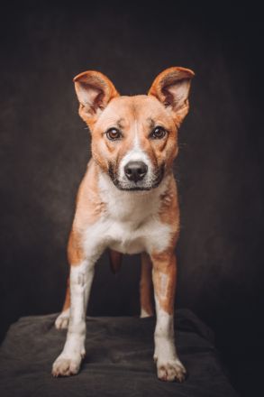 Caroline, verschmuste, sportlich aktive Mischlingshündin, mitelgroß,