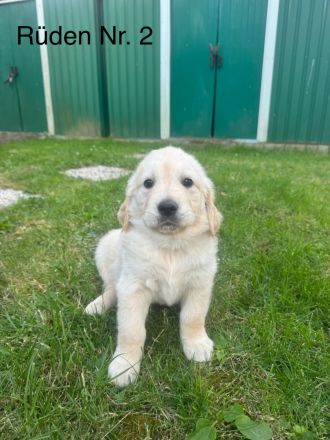 Golden Retriever Welpen von Hobbyzüchter